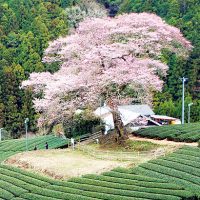 牛代の水目桜（うしんしろのみずめざくら）