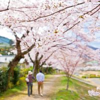 桜並木